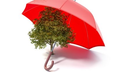 Miért zöldet? Tartsanak velünk, sok vállalkozással együtt, akik fákat mentenek és oxigént biztosítanak